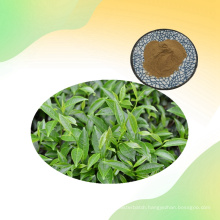 Natural Green Tea Extract 98% Tea Saponin Powder